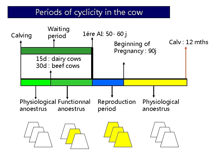 Periods of cyclicity in the cow Calving Waiting period 1ére AI: 50 - 60