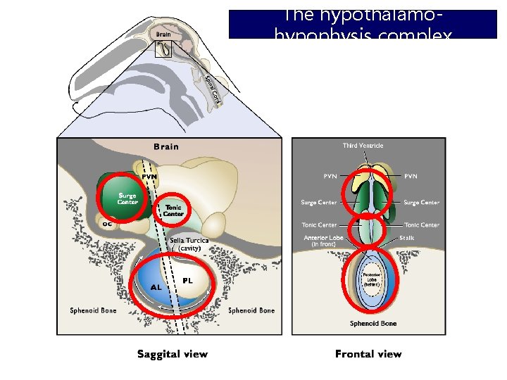 The hypothalamohypophysis complex 