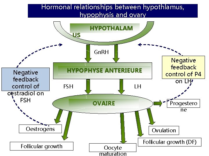 Hormonal relationships between hypothlamus, hypophysis and ovary US HYPOTHALAM Gn. RH Negative feedback control