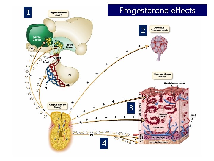 Progesterone effects 1 2 3 4 