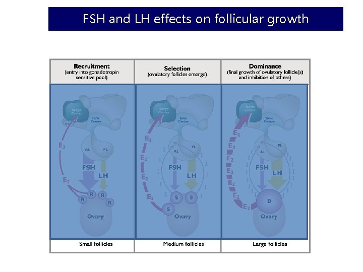 FSH and LH effects on follicular growth 