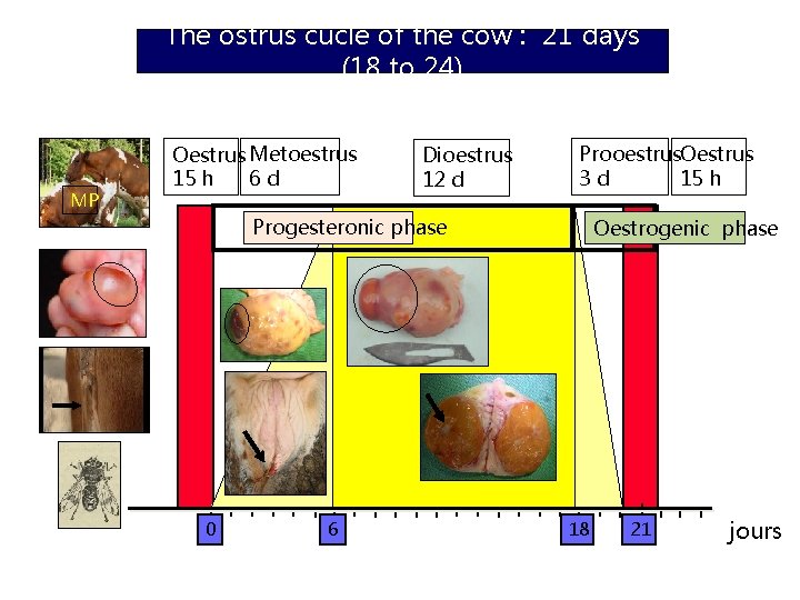 The ostrus cucle of the cow : 21 days (18 to 24) MP Oestrus