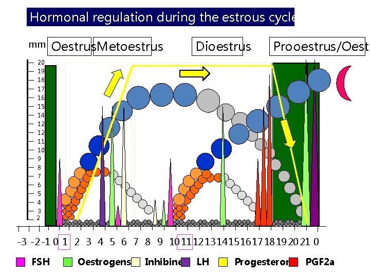 Hormonal regulation during the estrous cycle in the cow mm Oestrus. Metoestrus Dioestrus Prooestrus/Oestr