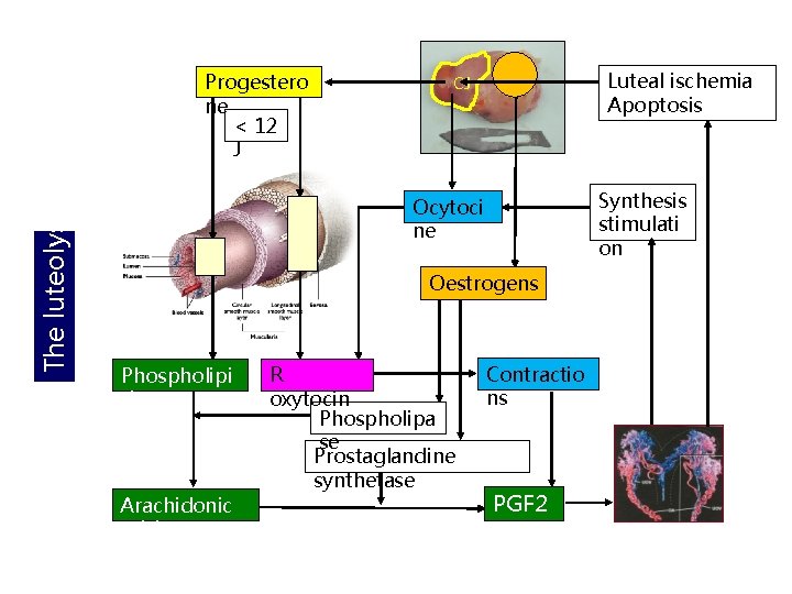 The luteolysis Progestero ne < 12 J Luteal ischemia Apoptosis CJ Synthesis stimulati on