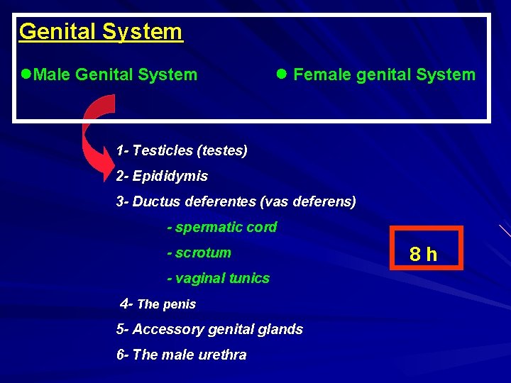 Genital System ●Male Genital System ● Female genital System 1 - Testicles (testes) 2