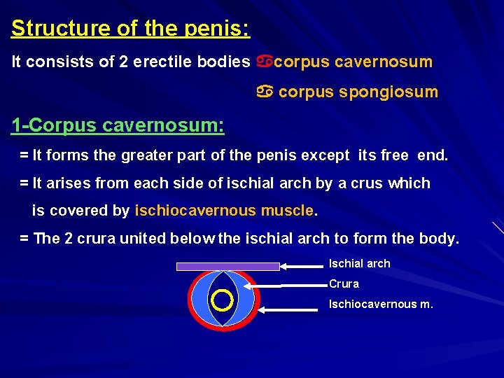 Structure of the penis: It consists of 2 erectile bodies corpus cavernosum corpus spongiosum