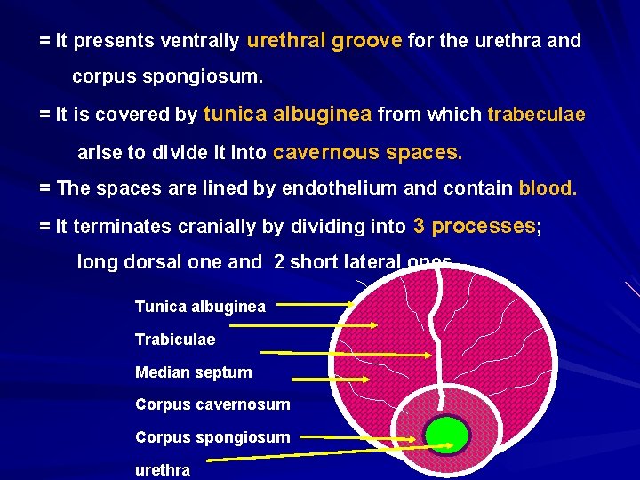 = It presents ventrally urethral groove for the urethra and corpus spongiosum. = It