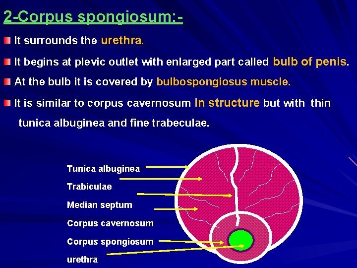 2 -Corpus spongiosum: It surrounds the urethra. It begins at plevic outlet with enlarged