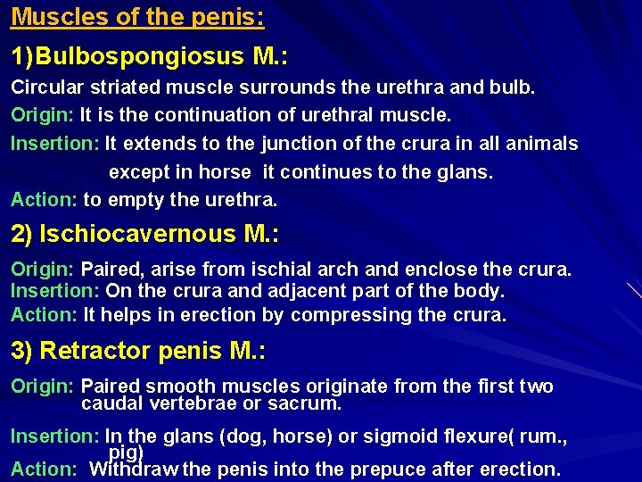 Muscles of the penis: 1) Bulbospongiosus M. : Circular striated muscle surrounds the urethra