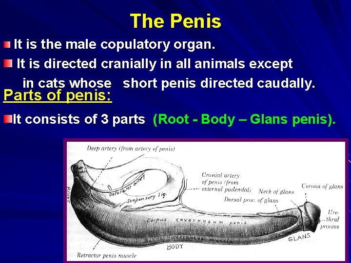 The Penis It is the male copulatory organ. It is directed cranially in all