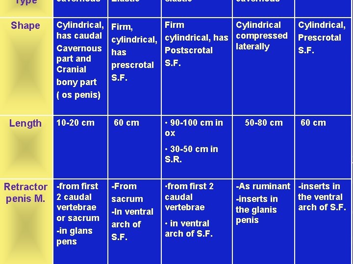 Type cavernous Elastic elastic cavernous Shape Cylindrical, has caudal Cavernous part and Cranial bony