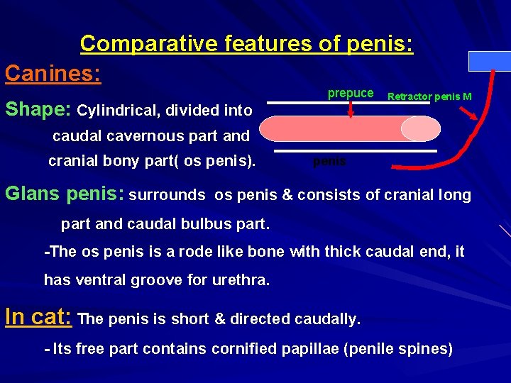 Comparative features of penis: Canines: Shape: Cylindrical, divided into prepuce Retractor penis M caudal