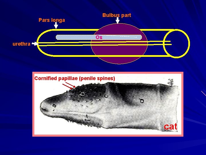 Pars longa Bulbus part Os urethra Cornified papillae (penile spines) cat 