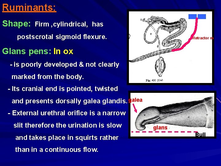 Ruminants: Shape: Firm , cylindrical, has postscrotal sigmoid flexure. Retractor m Glans pens: In