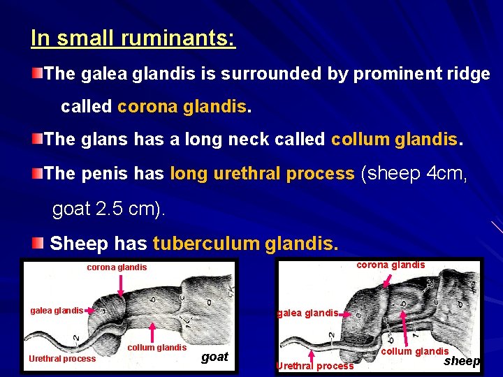 In small ruminants: The galea glandis is surrounded by prominent ridge called corona glandis.