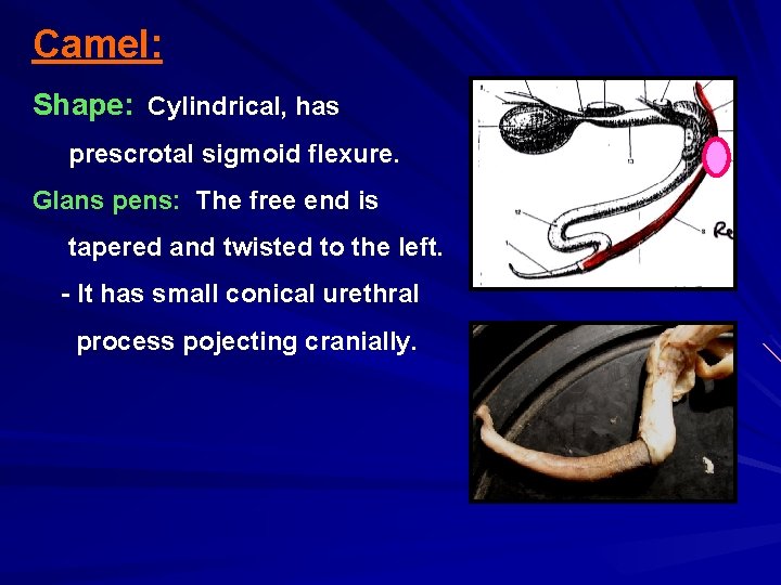 Camel: Shape: Cylindrical, has prescrotal sigmoid flexure. Glans pens: The free end is tapered