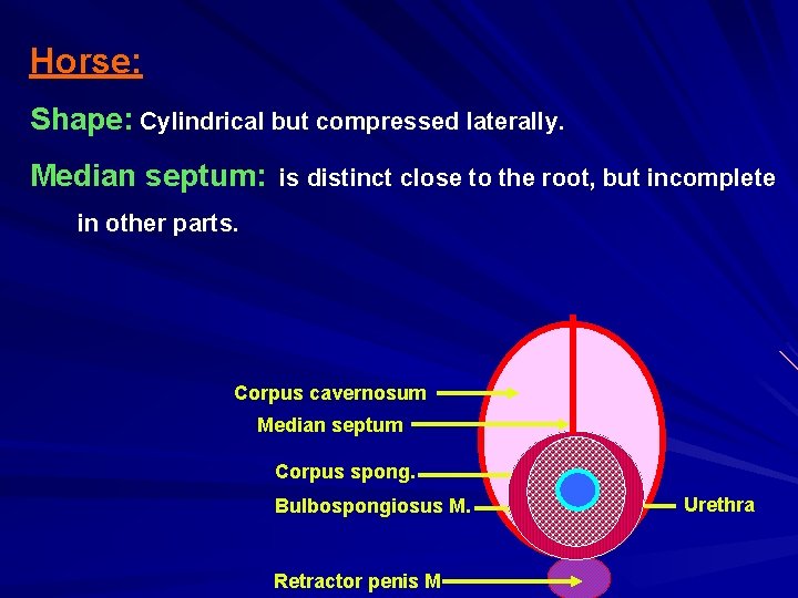 Horse: Shape: Cylindrical but compressed laterally. Median septum: is distinct close to the root,