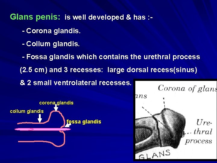 Glans penis: is well developed & has : - Corona glandis. - Collum glandis.