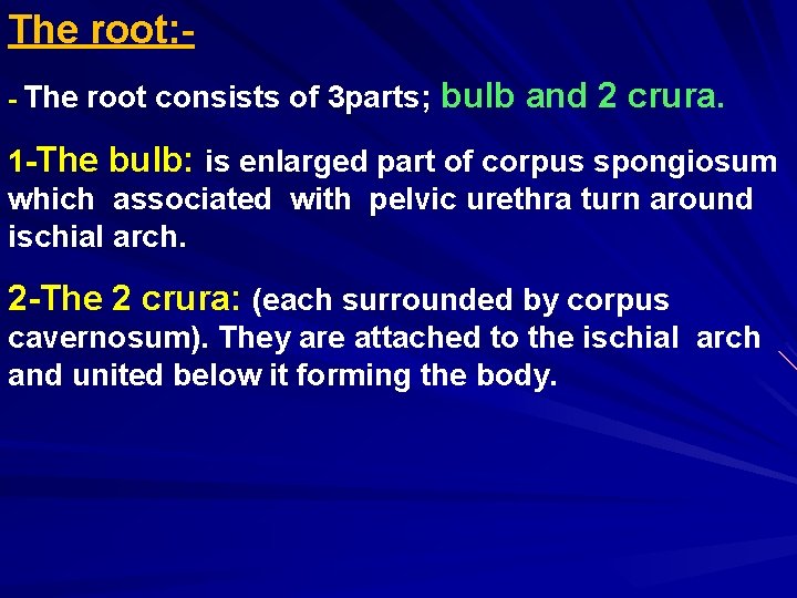 The root: - The root consists of 3 parts; bulb and 2 crura. 1