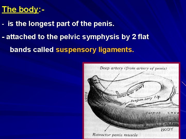 The body: - is the longest part of the penis. - attached to the