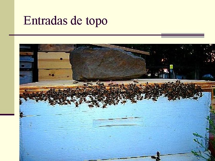 Entradas de topo 