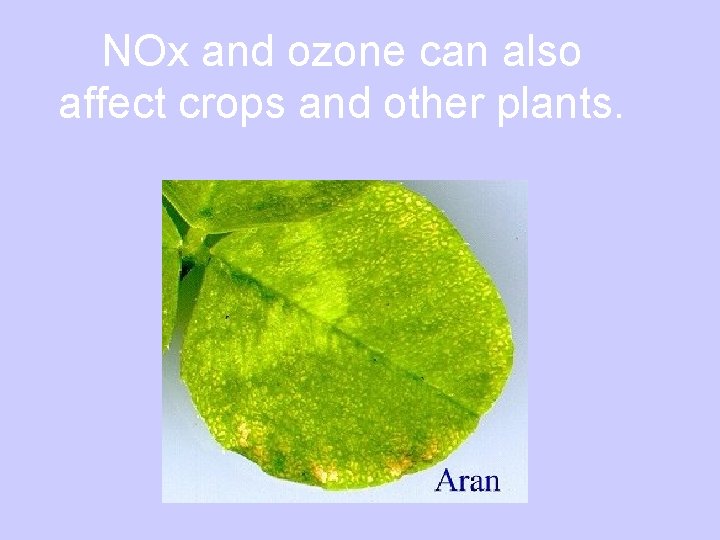 NOx and ozone can also affect crops and other plants. 