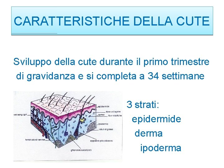 CARATTERISTICHE DELLA CUTE Sviluppo della cute durante il primo trimestre di gravidanza e si