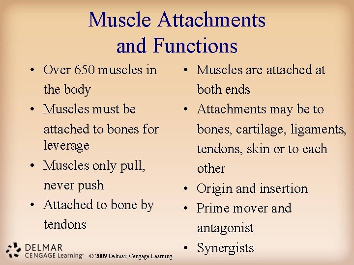 Muscle Attachments and Functions • Over 650 muscles in the body • Muscles must