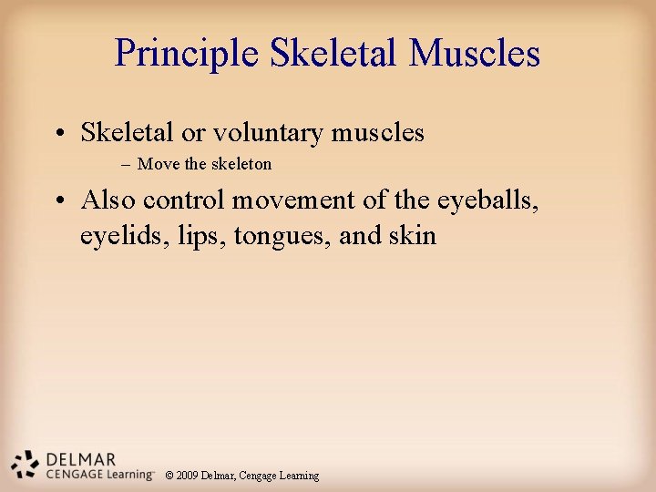 Principle Skeletal Muscles • Skeletal or voluntary muscles – Move the skeleton • Also