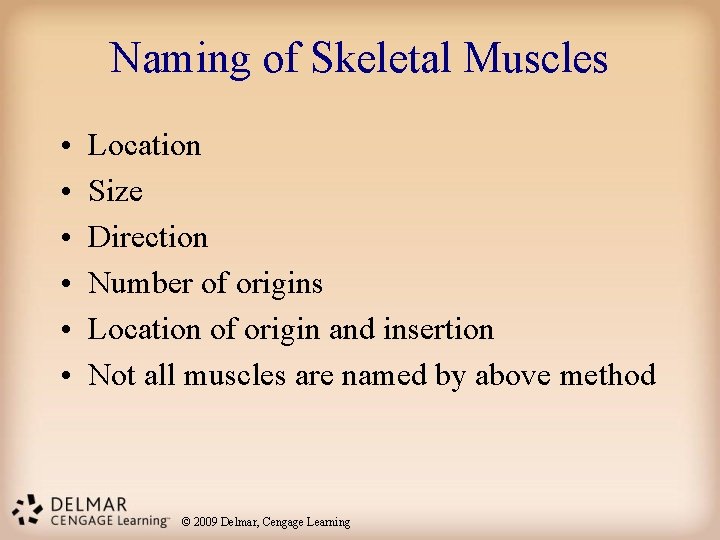 Naming of Skeletal Muscles • • • Location Size Direction Number of origins Location