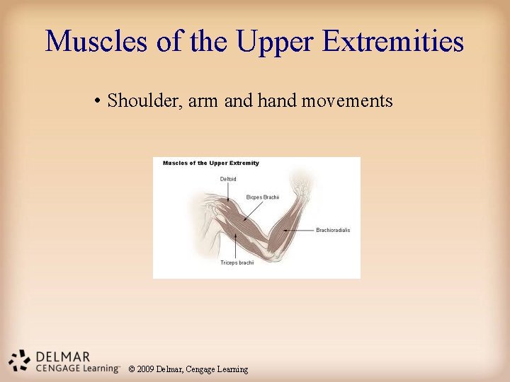 Muscles of the Upper Extremities • Shoulder, arm and hand movements © 2009 Delmar,