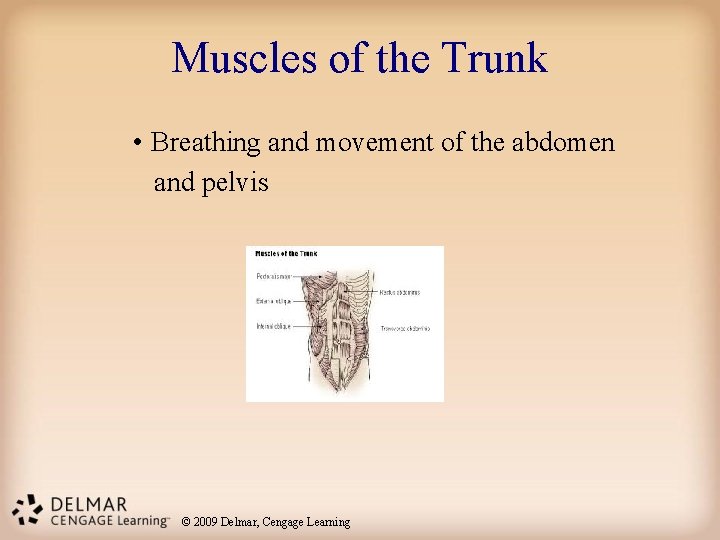 Muscles of the Trunk • Breathing and movement of the abdomen and pelvis ©