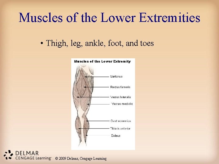 Muscles of the Lower Extremities • Thigh, leg, ankle, foot, and toes © 2009