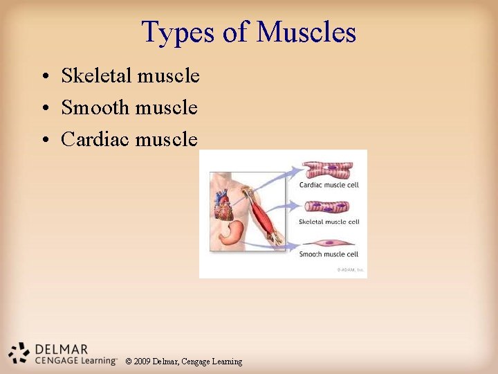 Types of Muscles • Skeletal muscle • Smooth muscle • Cardiac muscle © 2009