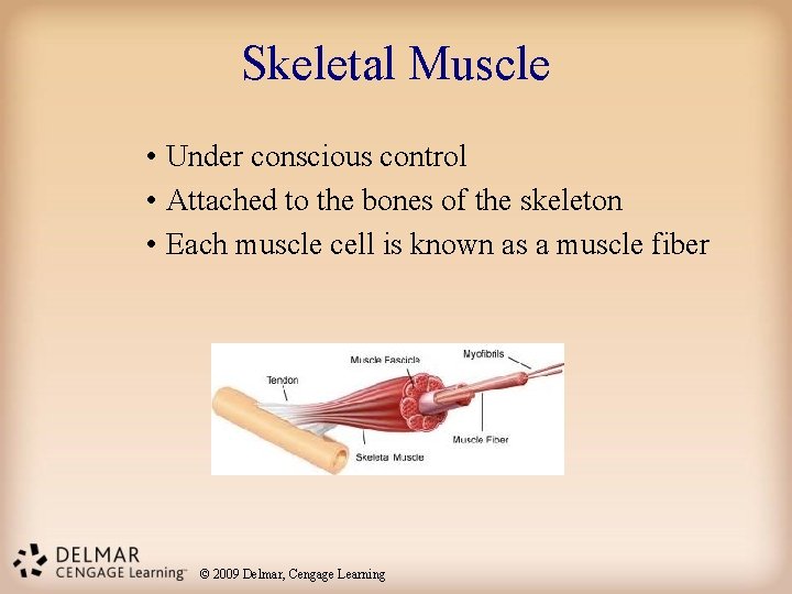 Skeletal Muscle • Under conscious control • Attached to the bones of the skeleton