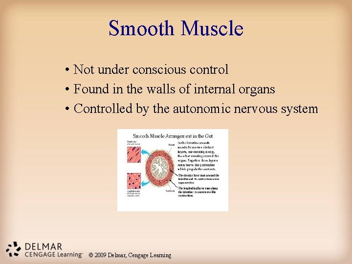 Smooth Muscle • Not under conscious control • Found in the walls of internal