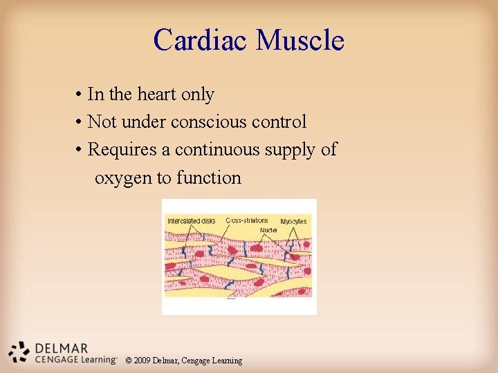 Cardiac Muscle • In the heart only • Not under conscious control • Requires