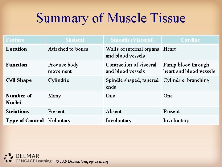 Summary of Muscle Tissue Feature Skeletal Smooth (Visceral) Cardiac Location Attached to bones Walls