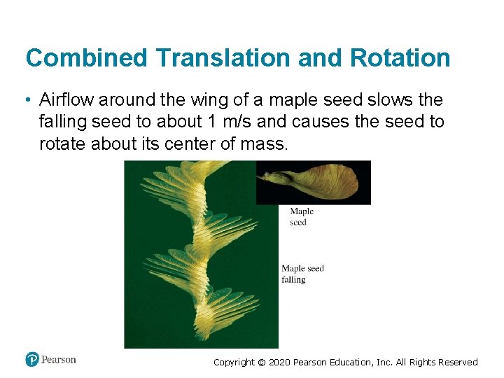 Combined Translation and Rotation • Airflow around the wing of a maple seed slows