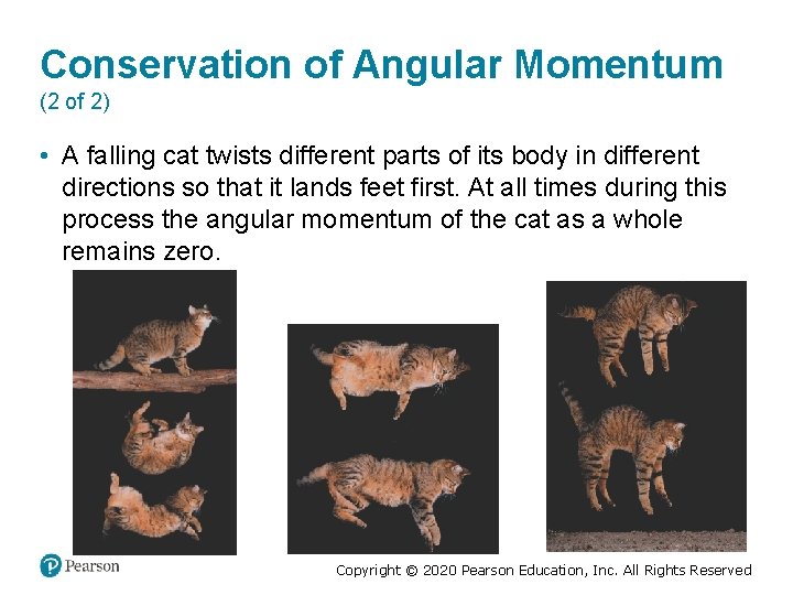 Conservation of Angular Momentum (2 of 2) • A falling cat twists different parts