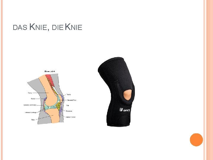 DAS KNIE, DIE KNIE 