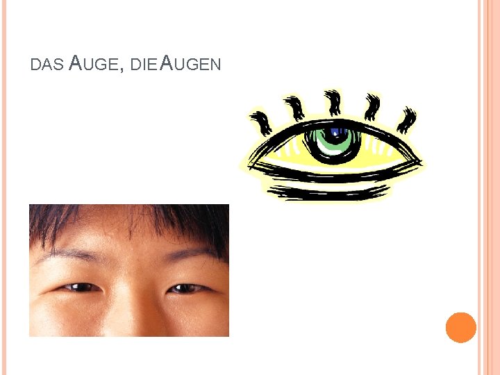 DAS AUGE, DIE AUGEN 