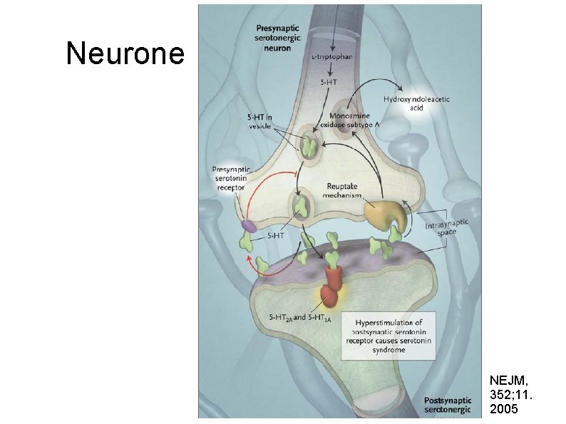 Neurone NEJM, 352; 11. 2005 