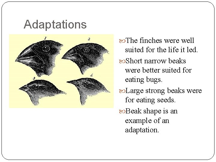 Adaptations The finches were well suited for the life it led. Short narrow beaks