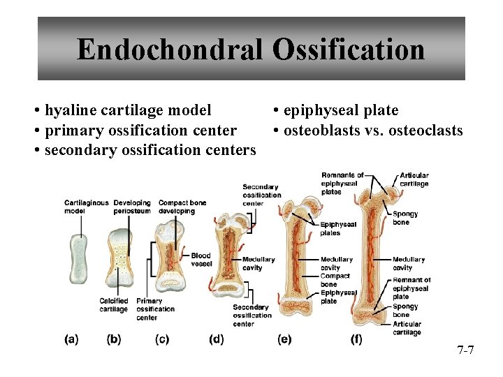 Endochondral Ossification • hyaline cartilage model • epiphyseal plate • primary ossification center •