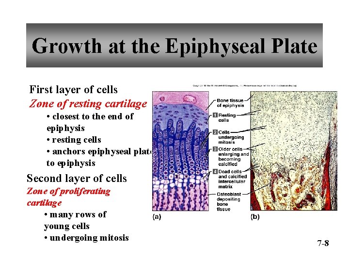 Growth at the Epiphyseal Plate First layer of cells Zone of resting cartilage •