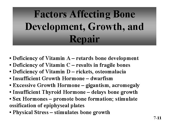 Factors Affecting Bone Development, Growth, and Repair • Deficiency of Vitamin A – retards