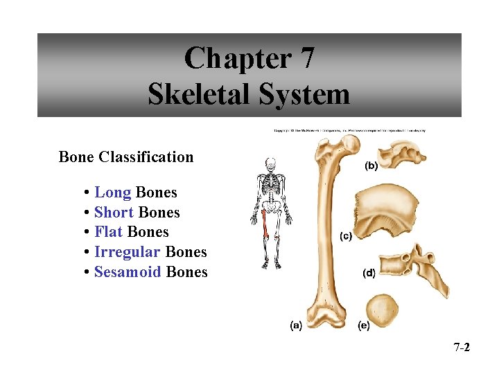 Chapter 7 Skeletal System Bone Classification • Long Bones • Short Bones • Flat