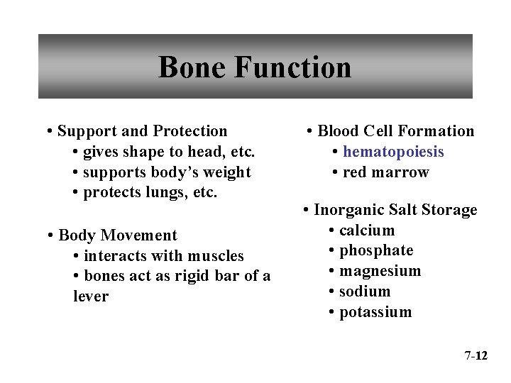 Bone Function • Support and Protection • gives shape to head, etc. • supports