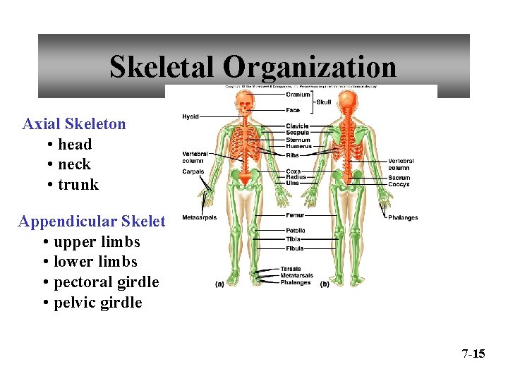 Skeletal Organization Axial Skeleton • head • neck • trunk Appendicular Skeleton • upper